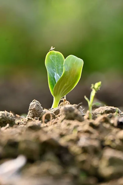 Eine Nahaufnahme Einer Reifen Grünen Runden Kürbisweinpflanze — Stockfoto