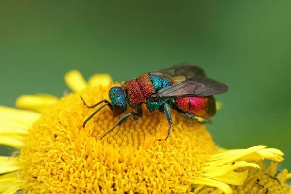 Closeup Colorful Metallic Jewel Wasp Hedychrum Nobile Sitting Yellow Common — Stock Photo, Image