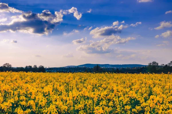 Een Veld Van Koolzaad Gele Bloemen Onder Een Dramatische Blauwe — Stockfoto