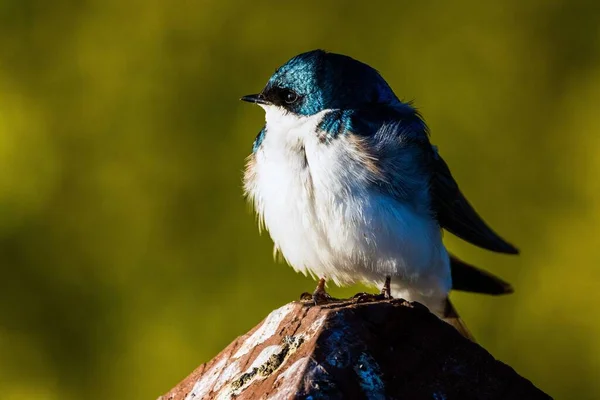 Närbild Vacker Svälja Fågel Sitter Ett Trästaket Tips Solen — Stockfoto