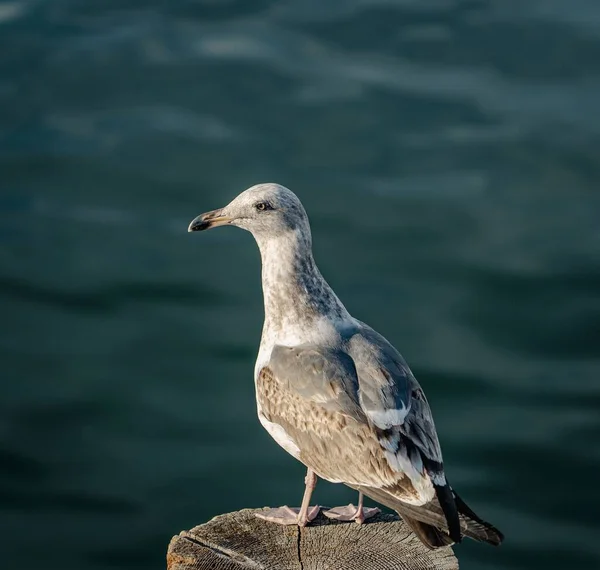 Närbild Söt Fiskmås Uppe Trästolpe Solig Dag — Stockfoto