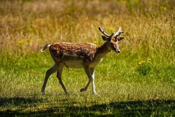 Closeup Sika Deer Walking Greenery Field Looking — Stock Photo, Image