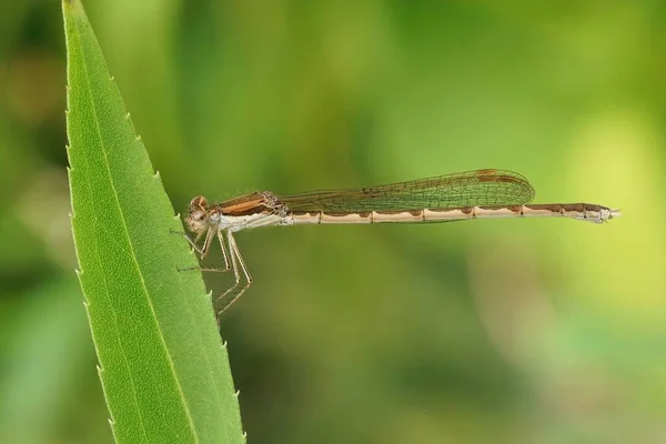 Detailed Closeup Female Common Winter Damselfly Sympecma Fusca Sitting Vegetation — 스톡 사진