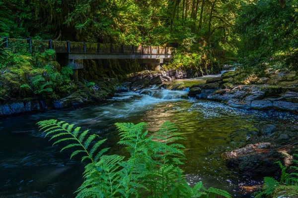 Rzeka Płynąca Lesie Bujną Zieloną Roślinnością — Zdjęcie stockowe
