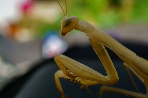 Close Yellow Praying Mantis — Photo
