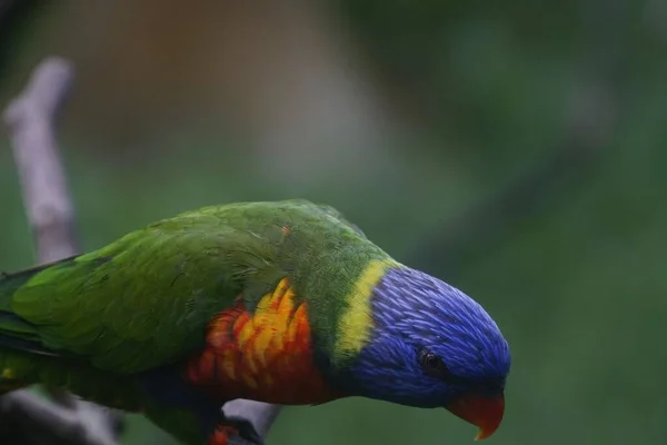 Närbild Den Färgglada Papegojan — Stockfoto