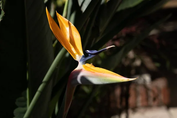 Bird Paradise Flower Strelitzia Reginae Sunlight — Stock Photo, Image