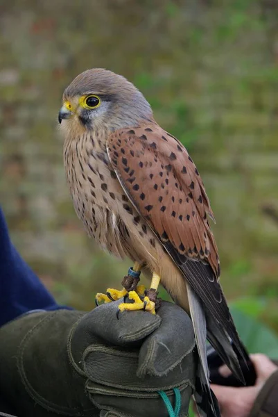 Vertical Shot Cute Common Kestrel Perched Hand — Stock Photo, Image