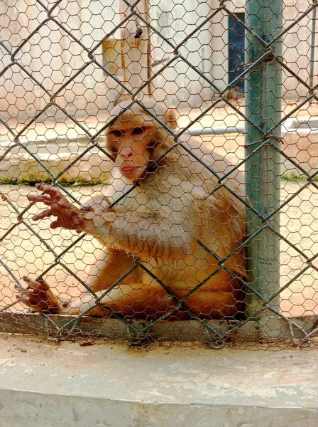 Vertical Shot Cute Monkey Fence Zoo — Stock Photo, Image