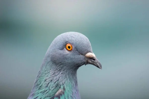 鳩のクローズアップショット — ストック写真