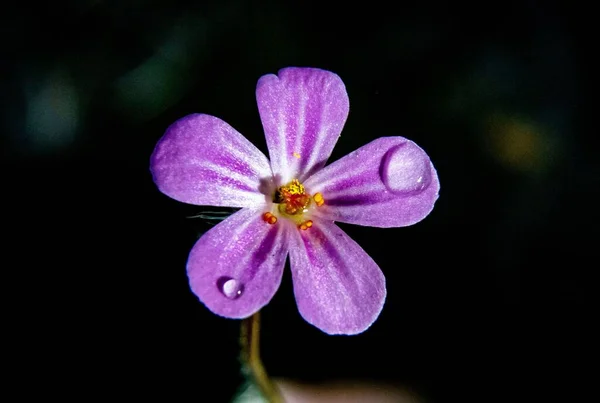 Closeup Shot Delicate Purple Flower Herb Robert Water Droplets Black — Stock Photo, Image