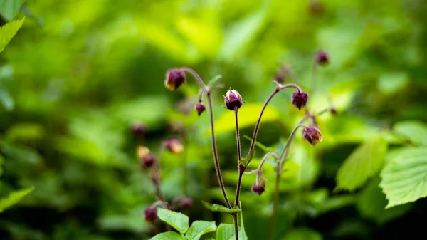 Floden Gravilate Växter Växer Suddig Natur Bakgrund — Stockfoto