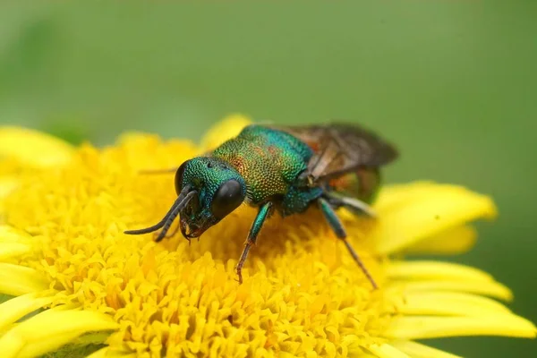 Closeup Green Metallic Jewel Cuckoo Wasp Hedychrium Rutilans Sitting Yellow — Φωτογραφία Αρχείου