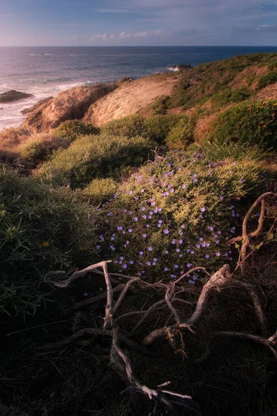 Vertikal Bild Gröna Buskar Med Blommor Kust Mot Ett Blått — Stockfoto