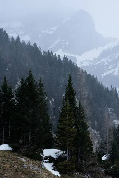 Eine Vertikale Aufnahme Eines Schönen Waldes Den Schneebedeckten Bergen — Stockfoto