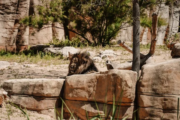 Singe Assis Par Terre Dans Zoo — Photo