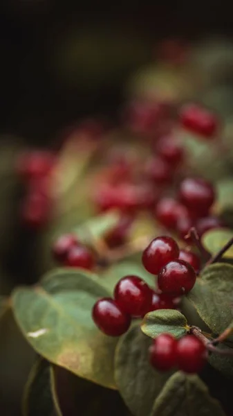 Tiro Seletivo Foco Fruta Madressilva Com Folhas Verdes — Fotografia de Stock