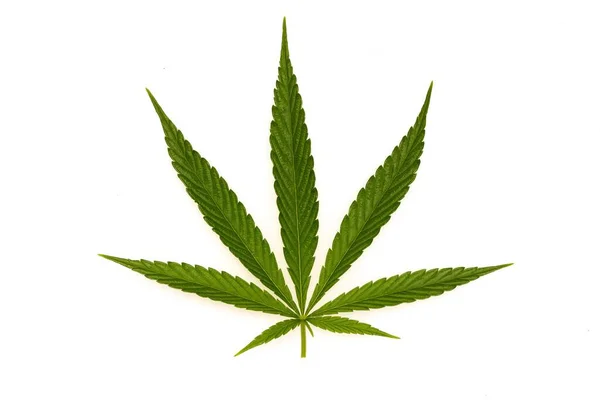Eine Nahaufnahme Von Cannabis Auf Weißem Hintergrund — Stockfoto