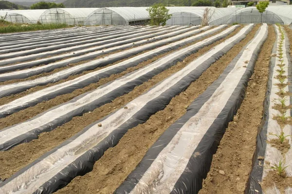 Agricultural Field Made Grooves Covered Plastic Planting Symmetrical Beautiful Row — Stock Photo, Image