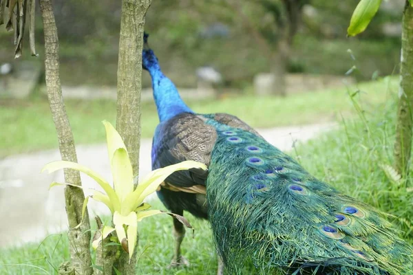 Una Vista Trasera Del Adorable Peafowl Parque Verde —  Fotos de Stock