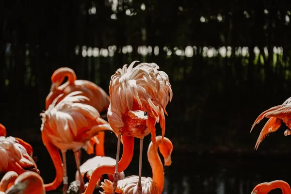 Ein Flamingo Steht Auf Dem Teich — Stockfoto