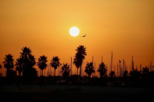 夕暮れのヤシの木の上を鳥が太陽の方へ飛んでいくシルエット — ストック写真