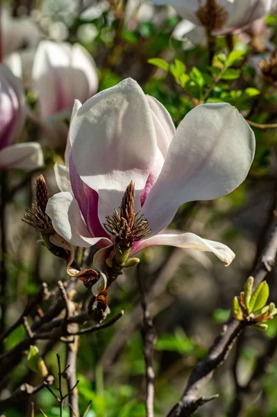Красивые Белые Цветы Зеленой Растительностью Горизонте — стоковое фото