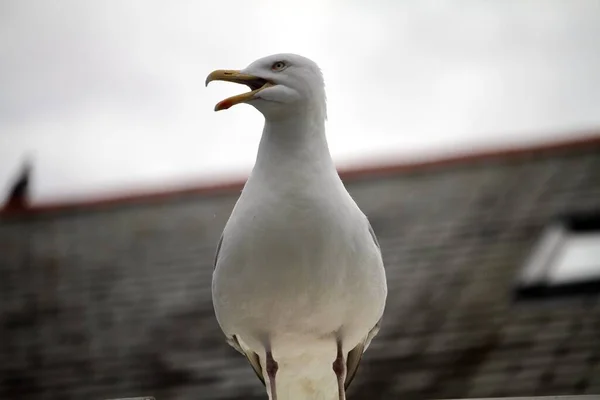 Eine Nahaufnahme Der Grauen Möwe — Stockfoto