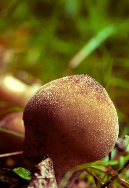 Vertical Closeup Puffball Mushroom Growing Green Grass — Stock Photo, Image