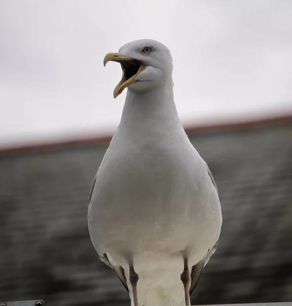 Eine Nahaufnahme Der Grauen Möwe — Stockfoto