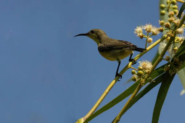 Hermoso Sunbird Con Respaldo Olivo Una Planta Contra Cielo — Foto de Stock