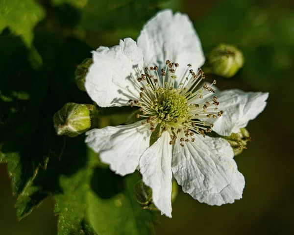 Bulanık Yeşil Arka Planda Yeşil Yapraklı Böğürtlen Çiçeğinin Yakın Çekimi — Stok fotoğraf