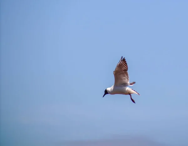 Mavi Gökyüzünde Uçan Siyah Başlı Bir Martı — Stok fotoğraf