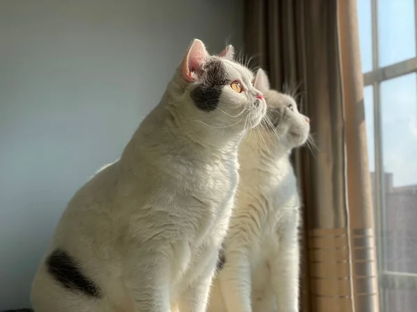 Een Close Van Een Paar Witte Katten Die Uit Een — Stockfoto