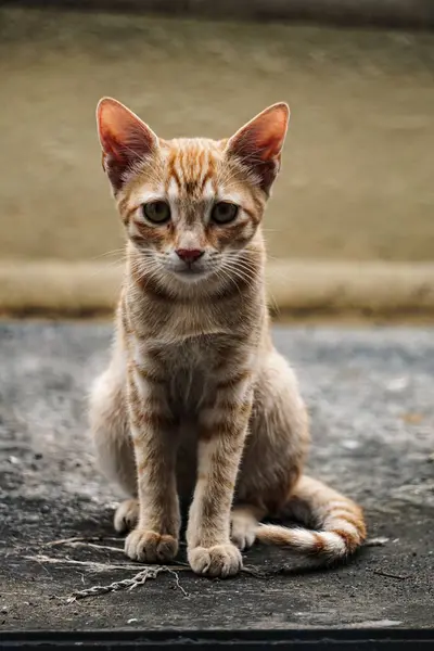 Függőleges Lövés Egy Aranyos Vörös Macska Földön — Stock Fotó