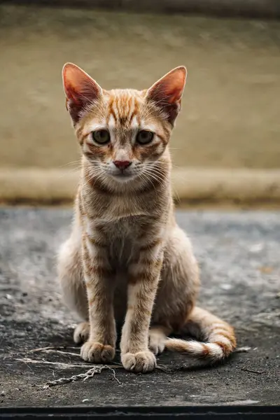 Eine Vertikale Aufnahme Einer Süßen Ingwerkatze Die Auf Dem Boden — Stockfoto