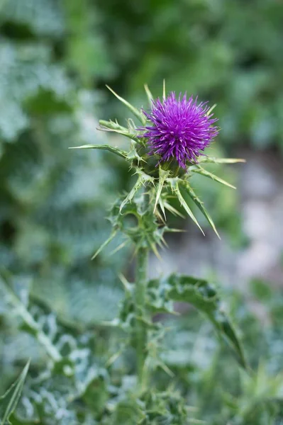Single Thistle Growing Greenfield — Stock Photo, Image