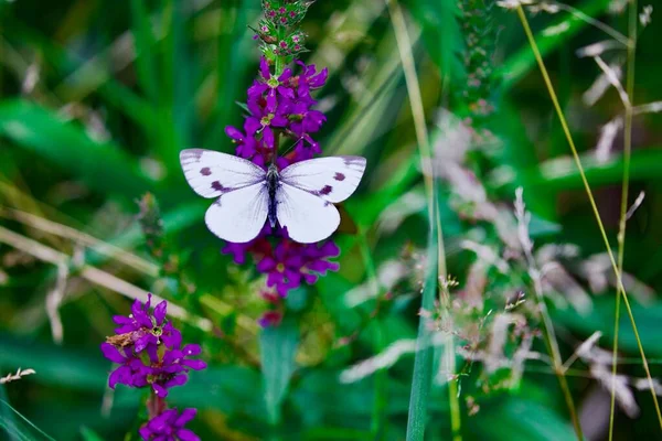 Крупный План Красивой Бабочки Сидящей Цветущем Фиолетовом Цветке Зеленом Фоне — стоковое фото