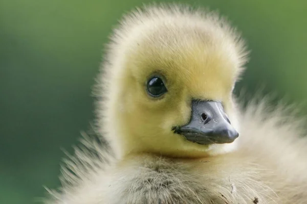 可爱的新孵出的小鸭的肖像 — 图库照片