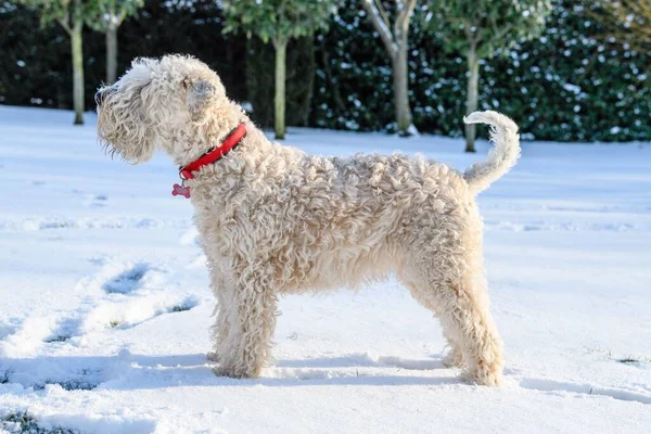 A soft coated wheaten terrier standing in the snow