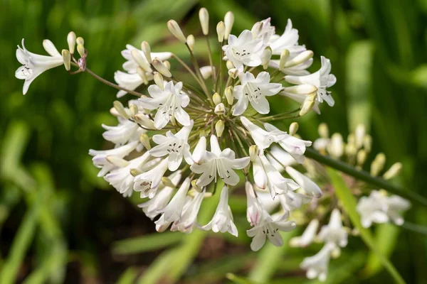 Closeup Shot Beautiful African Lily Flower Agapanthus — Stock Photo, Image