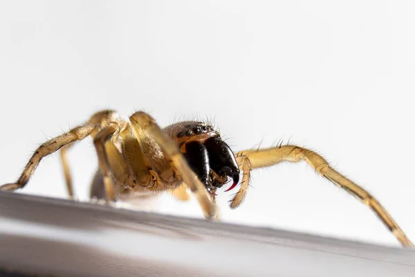 Vergrößertes Foto Einer Spinne Auf Weißem Hintergrund — Stockfoto