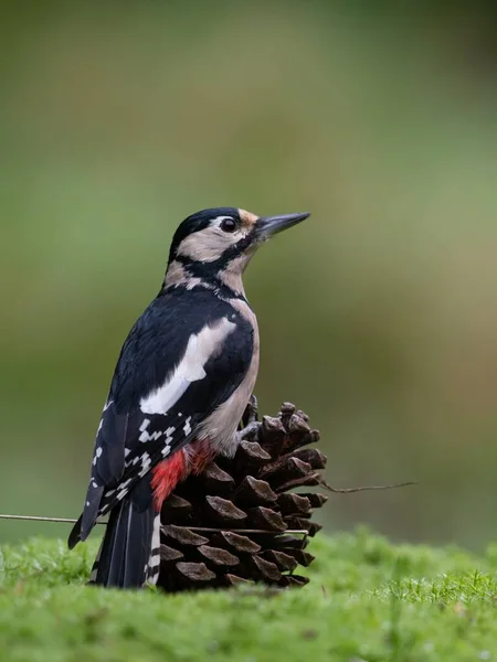 Μια Επιλεκτική Εστίαση Του Great Spotted Woodpecker — Φωτογραφία Αρχείου