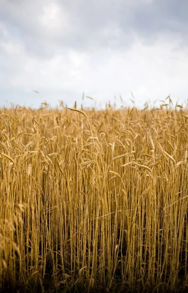 曇った空に対して乾燥穀物のフィールドの垂直ショット — ストック写真