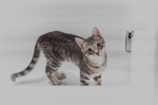 Close Shot American Shorthair Bathtub — Stock Photo, Image