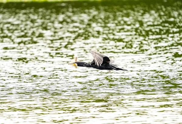 Close Grande Corvo Marinho Voando Sobre Lago Verde — Fotografia de Stock