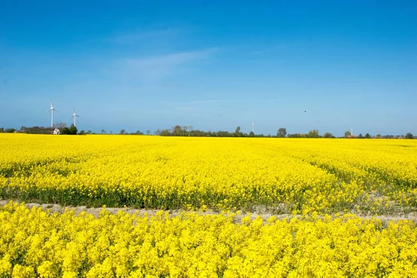 Breathtaking Bright Yellow Rapeseed Field Blue Sky Background Wind Turbines — Stock Photo, Image