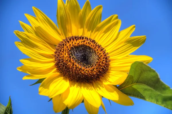 Detailní Záběr Žluté Slunečnice Proti Modré Obloze — Stock fotografie