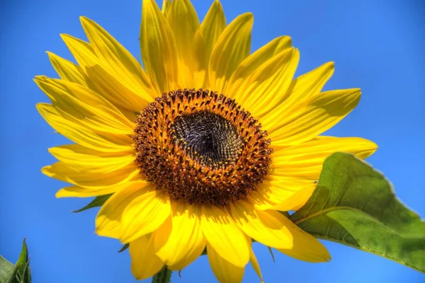 Primer Plano Girasol Amarillo Contra Cielo Azul — Foto de Stock