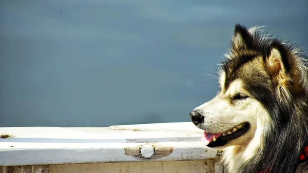 Primer Plano Lindo Alaska Malamute —  Fotos de Stock